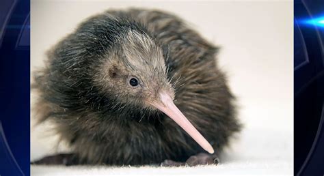 Zoo Miami ends kiwi petting experience after outcry from New Zealanders